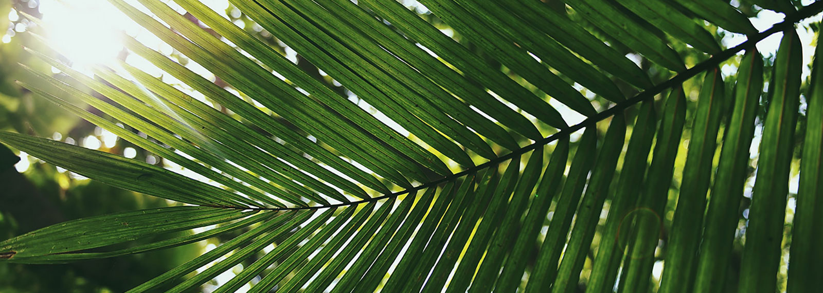 Umělé palmové listy