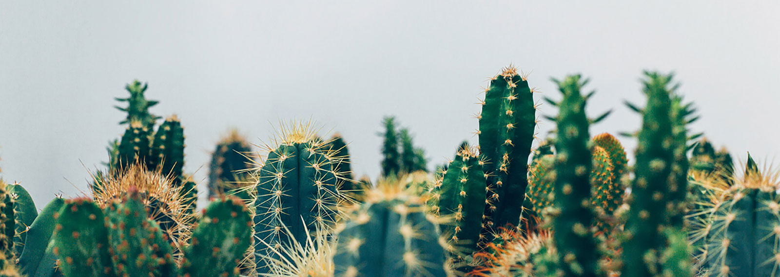 Umělé kaktusy